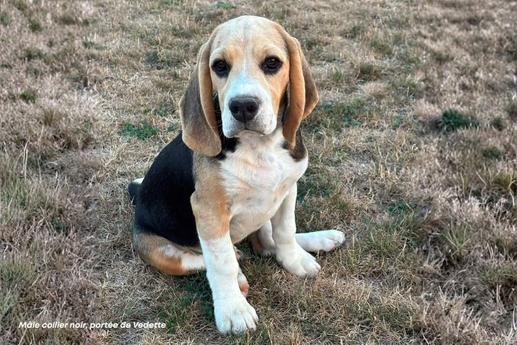 du clos du bonheur - Chiots disponibles - Beagle