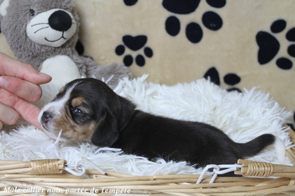 du clos du bonheur - Chiots disponibles - Beagle