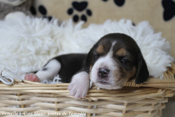 du clos du bonheur - Chiots disponibles - Beagle