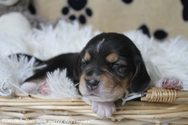 du clos du bonheur - Chiots disponibles - Beagle