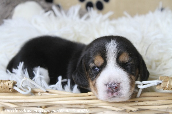 du clos du bonheur - Chiots disponibles - Beagle
