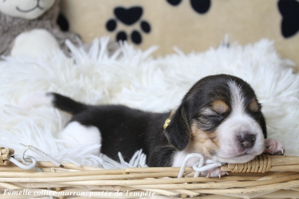 du clos du bonheur - Chiots disponibles - Beagle