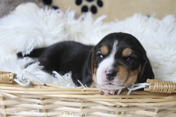 du clos du bonheur - Chiots disponibles - Beagle