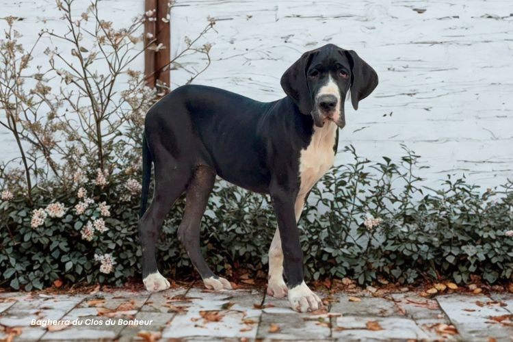 du clos du bonheur - Chiots disponibles - Dogue allemand