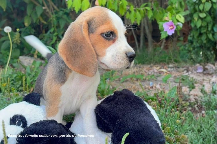 du clos du bonheur - Chiots disponibles - Beagle