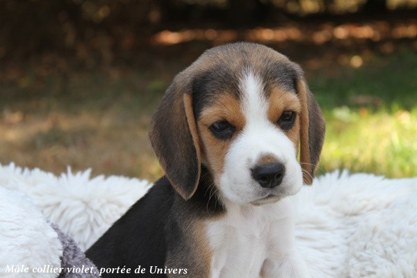 du clos du bonheur - Chiots disponibles - Beagle