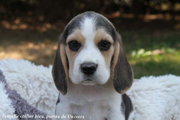du clos du bonheur - Chiots disponibles - Beagle