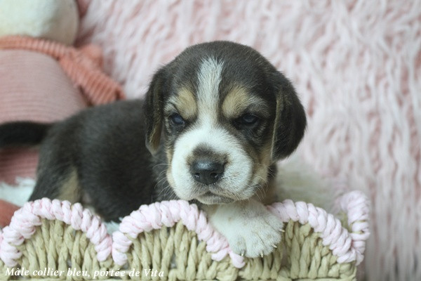 Chiot Beagle du clos du bonheur