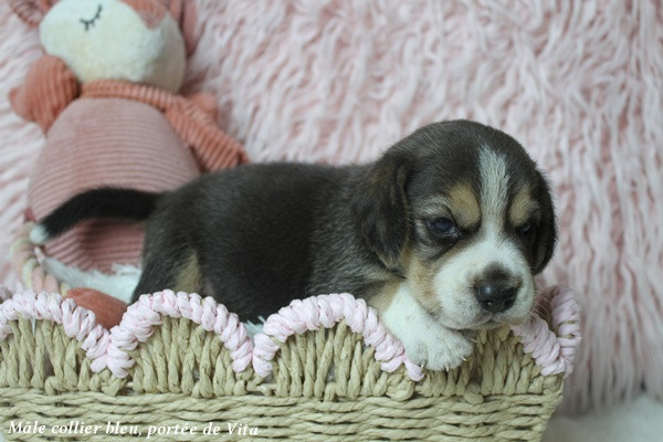 du clos du bonheur - Chiots disponibles - Beagle