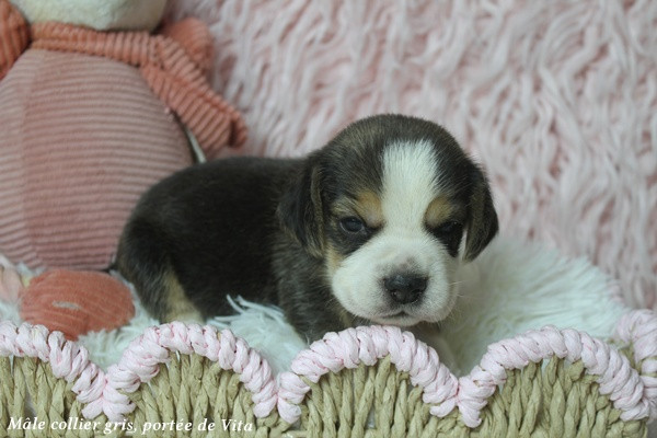 du clos du bonheur - Chiots disponibles - Beagle