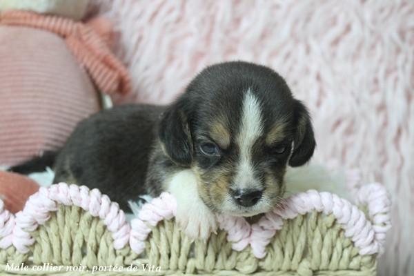 du clos du bonheur - Chiots disponibles - Beagle