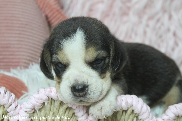 du clos du bonheur - Chiots disponibles - Beagle