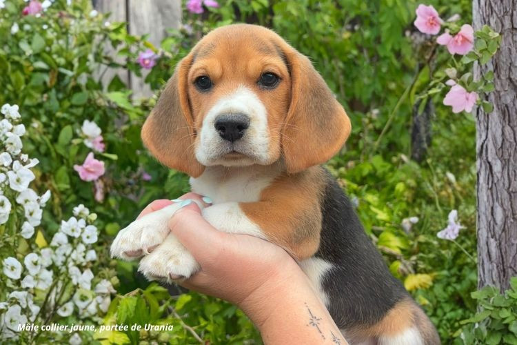 du clos du bonheur - Chiots disponibles - Beagle