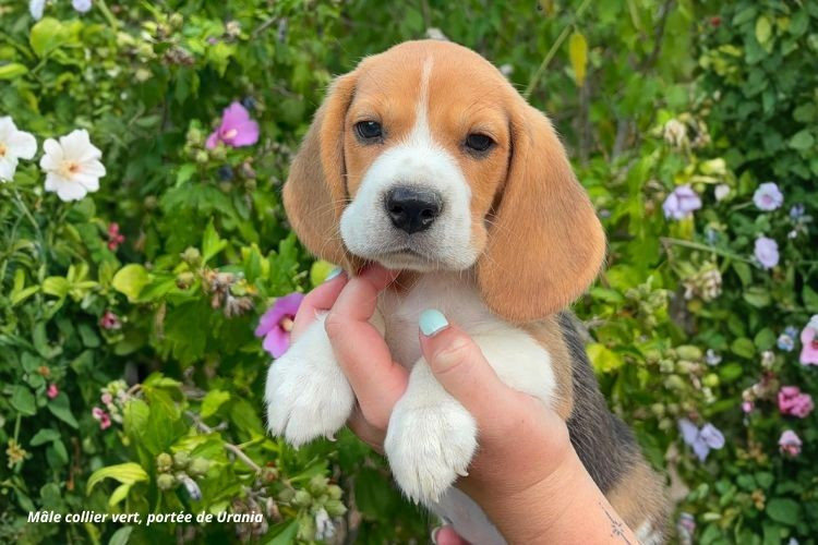 du clos du bonheur - Chiots disponibles - Beagle
