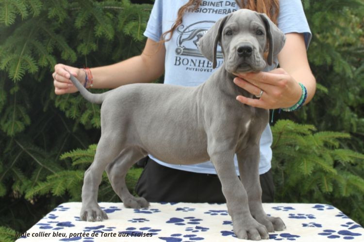du clos du bonheur - Chiots disponibles - Dogue allemand