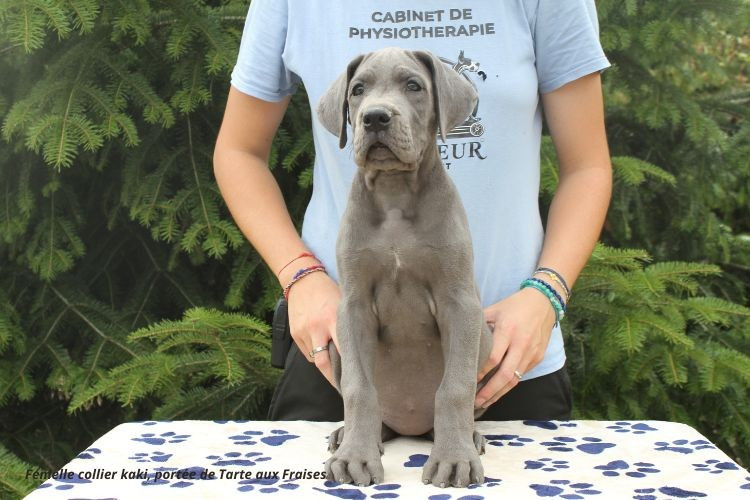 du clos du bonheur - Chiots disponibles - Dogue allemand