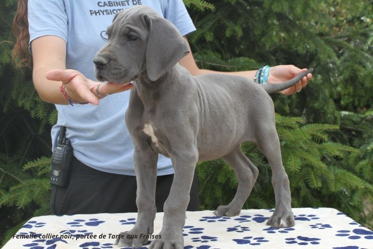 du clos du bonheur - Chiots disponibles - Dogue allemand