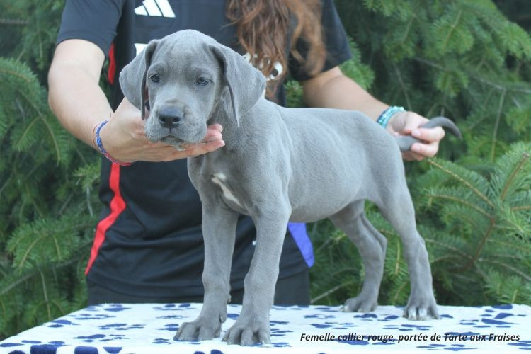 du clos du bonheur - Chiots disponibles - Dogue allemand