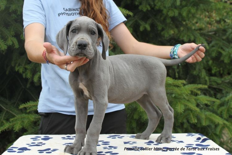 du clos du bonheur - Chiots disponibles - Dogue allemand