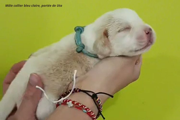 Chiot Beagle du clos du bonheur
