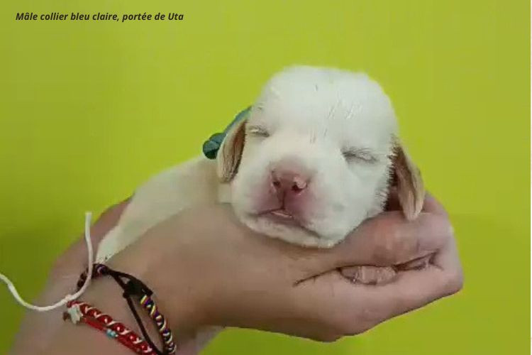 du clos du bonheur - Chiots disponibles - Beagle