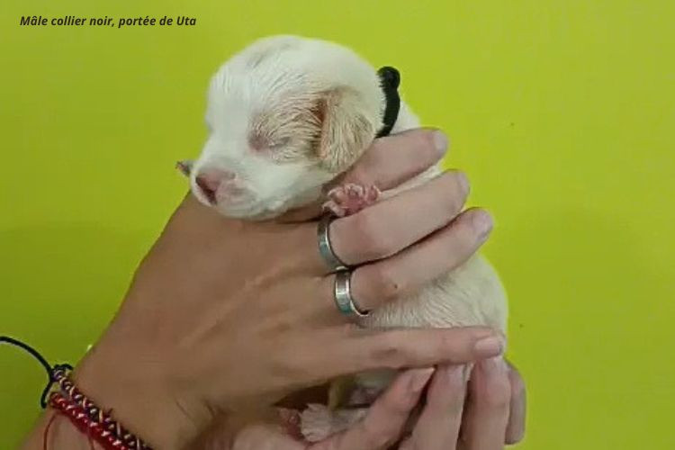 du clos du bonheur - Chiots disponibles - Beagle
