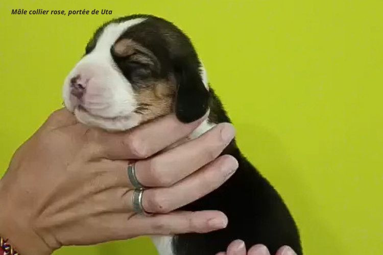 du clos du bonheur - Chiots disponibles - Beagle
