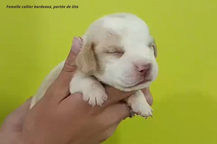 du clos du bonheur - Chiots disponibles - Beagle