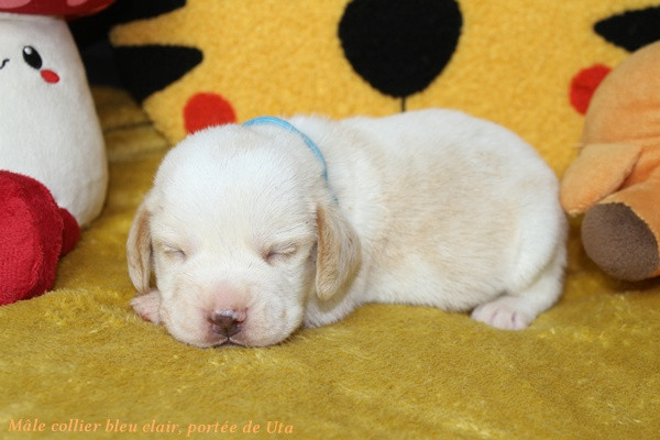 du clos du bonheur - Chiots disponibles - Beagle