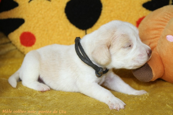 du clos du bonheur - Chiots disponibles - Beagle