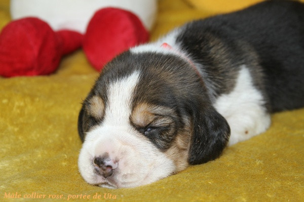 du clos du bonheur - Chiots disponibles - Beagle