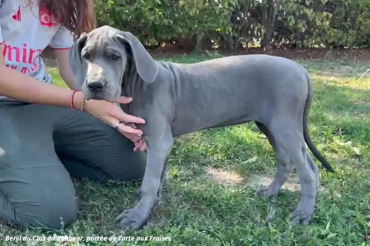 du clos du bonheur - Chiots disponibles - Dogue allemand