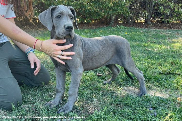 du clos du bonheur - Chiots disponibles - Dogue allemand