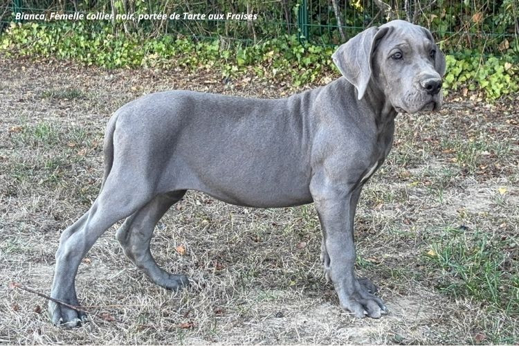 du clos du bonheur - Chiots disponibles - Dogue allemand