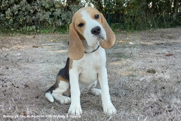 du clos du bonheur - Chiots disponibles - Beagle