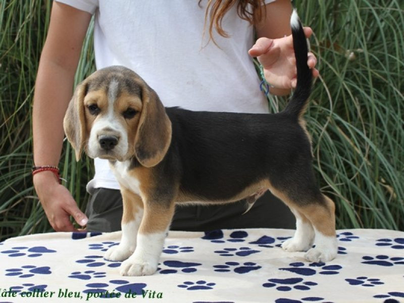 du clos du bonheur - Chiots disponibles - Beagle