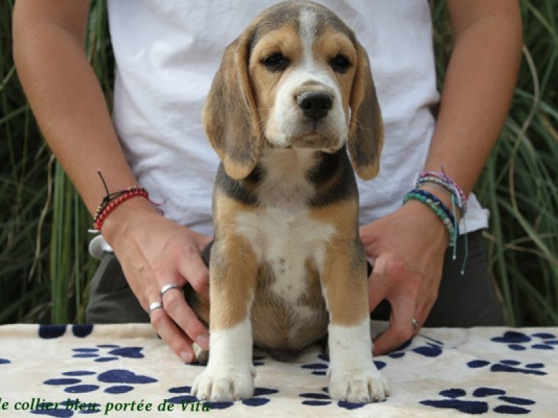 Chiot Beagle du clos du bonheur