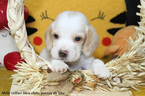 du clos du bonheur - Chiots disponibles - Beagle