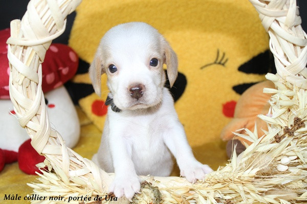 du clos du bonheur - Chiots disponibles - Beagle