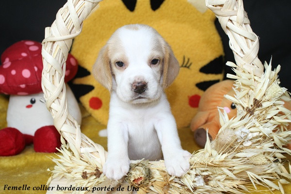 du clos du bonheur - Chiots disponibles - Beagle
