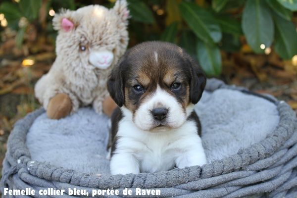 du clos du bonheur - Chiots disponibles - Beagle