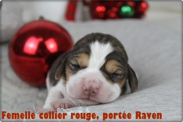Chiot Beagle du clos du bonheur