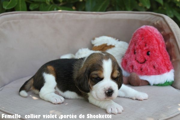 du clos du bonheur - Chiots disponibles - Beagle