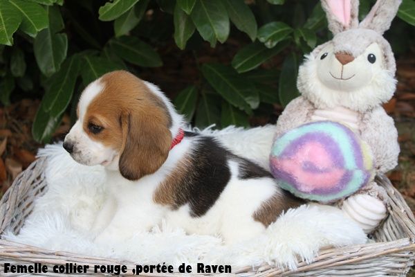 du clos du bonheur - Chiots disponibles - Beagle