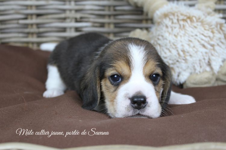 du clos du bonheur - Chiots disponibles - Beagle
