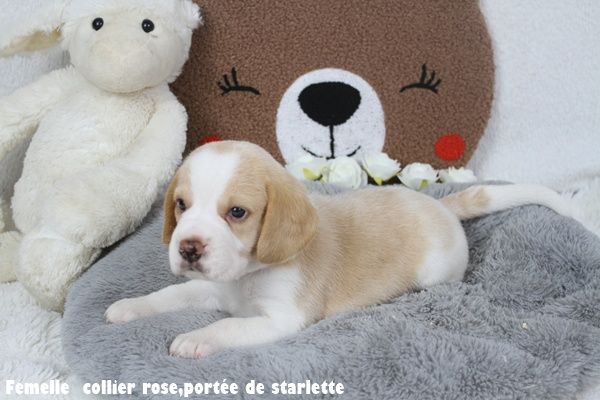 du clos du bonheur - Chiots disponibles - Beagle