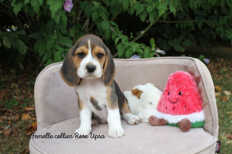 du clos du bonheur - Chiots disponibles - Beagle