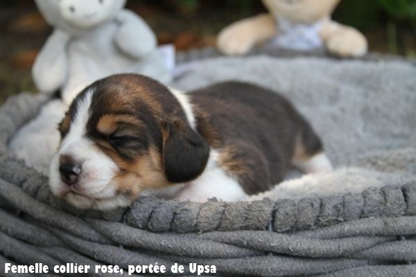 du clos du bonheur - Chiots disponibles - Beagle