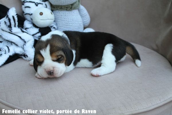 du clos du bonheur - Chiots disponibles - Beagle