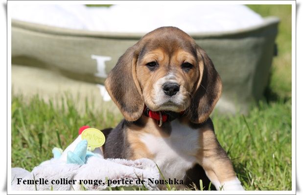 Chiot Beagle du clos du bonheur